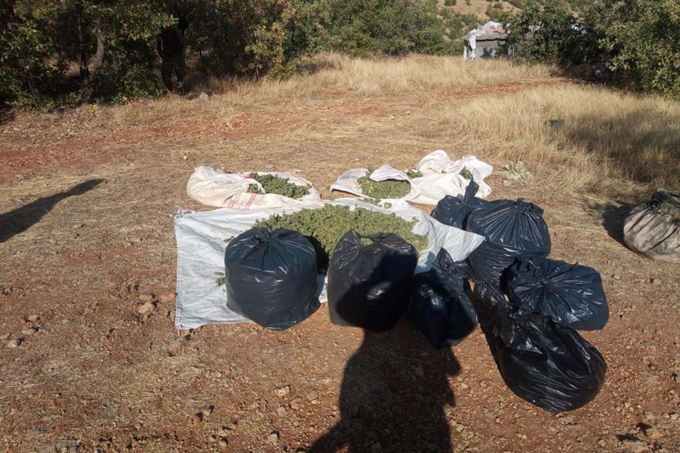Diyarbakır'da bir ton esrar maddesi ile 247 bin kök kenevir bitkisi ele geçirildi